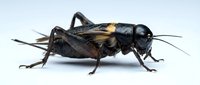 Black cricket with golden stripes isolated on white background, suitable for educational materials, nature illustrations, insect guides, and design projects.