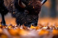 Highland cattle calf grazing among autumn leaves with warm golden light creating peaceful pastoral scene for agricultural and seasonal content.