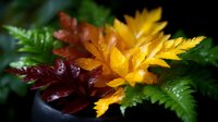 Vibrant yellow and burgundy succulent plants with delicate fern-like leaves create dramatic contrast against dark background, showcasing natural patterns and textures.