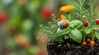 Young seedlings and flowering plants growing in rich soil with yellow calendula blooms and red berries, suitable for gardening, agriculture, and nature-themed designs.