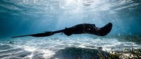 Stingray gliding gracefully over sandy ocean floor with sunlight streaming through crystal clear tropical waters creating magical underwater scene.