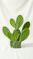 Potted prickly pear cactus with multiple green paddle-shaped stems and sharp spines isolated on white background, suitable for botanical, home decor, and plant design projects.