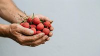 Male hands holding fresh red raspberries against neutral background, suitable for food, agriculture, harvest, and organic produce marketing materials.