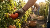 Male farmer hand picking fresh ripe red tomatoes from vine in organic garden during golden hour harvest with wooden baskets in background.