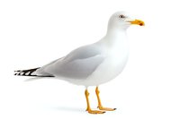 White seagull with yellow beak and feet standing in profile view on isolated white background, detailed nature photography suitable for marine and coastal designs.