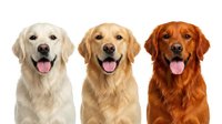 Three golden retriever dogs with different coat colors sitting together showing happy expressions with tongues out on white background.