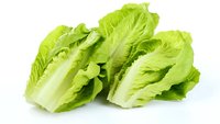 Fresh romaine lettuce hearts with crisp green leaves isolated on pure white background, ready for food photography, packaging design and menu layouts.
