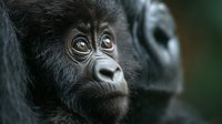 Young mountain gorilla close up portrait showing expressive brown eyes and gentle facial features against blurred dark background in natural habitat.