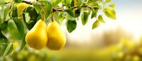 Fresh ripe yellow pears hanging on tree branch with green leaves in orchard garden. Sunlight background with bokeh effect for harvest season.