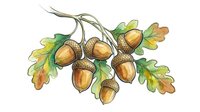Isolated acorn cluster with oak leaves on transparent background, suitable for autumn designs, fall decorations, educational materials, and seasonal graphics.