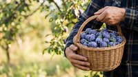 Fresh blueberries in wicker basket held by farmer in orchard. Ripe berries ready for harvest, organic farming, agricultural produce for food and beverage industry.