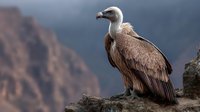 Majestic griffon vulture perched on rocky ledge against dramatic mountain backdrop, showcasing its distinctive profile and impressive wingspan.