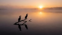 Two cormorants perched on a branch at sunrise, silhouetted against golden water and misty morning sky. Wildlife and nature photography.