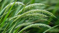 Fresh green grass blades covered in morning dew drops, macro nature photography showing water droplets on natural foliage in soft focus background.