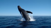 Majestic humpback whale breaching in deep blue ocean waters, creating dramatic splash and showing distinctive pectoral fins against clear sky. Perfect for nature publications.