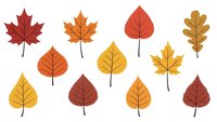 Autumn leaves collection with maple, oak and birch foliage in warm fall colors isolated on transparent background for seasonal design projects.