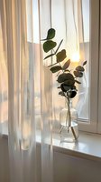 Eucalyptus branch in glass vase on windowsill with soft sunlight filtering through white curtains creating peaceful home interior atmosphere.