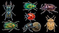 Six detailed beetle clipart illustrations isolated on transparent background, ready for stickers, t-shirt design, print on demand, and sublimation projects.
