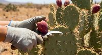 Hands in protective gloves carefully harvesting ripe prickly pear cactus fruit in desert landscape during golden hour for organic farming and sustainable agriculture.
