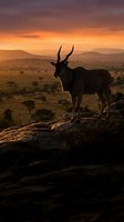 Majestic antelope silhouetted against golden sunset sky standing on rocky outcrop overlooking African savanna landscape with acacia trees and rolling hills.