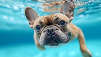 French bulldog swimming underwater with curious expression against turquoise blue pool water background, close up portrait showing distinctive facial features and floating ears.