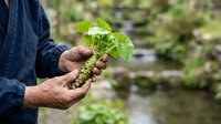 Farmer holding fresh green seedling plant in hands outdoors, sustainable agriculture and gardening concept for environmental conservation.