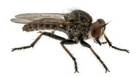 Robber fly isolated on white background, macro closeup of predatory insect with large compound eyes and hairy body for entomology and nature education.