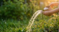 Hand watering young green plants in garden with metal watering can during golden hour sunlight creating peaceful gardening moment for sustainable living.