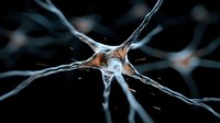 Microscopic view of neuron cell with dendrites and axons on black background showing neural network connections in brain science visualization.