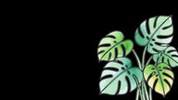 Tropical monstera leaves with split foliage in green tones on black background for modern botanical design and home decor projects.