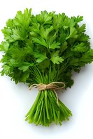 Fresh green parsley bunch tied with twine on white background, isolated herb for cooking and garnishing dishes. Natural organic produce.