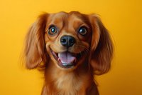 Happy Cavalier King Charles Spaniel puppy with bright blue eyes and auburn fur smiling against vibrant yellow background, showing playful and friendly expression.