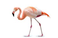 Pink flamingo standing on white background, elegant pose with curved neck and vibrant coral-orange plumage, isolated cutout for design projects.
