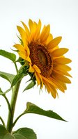 Vibrant sunflower with golden petals and brown seed center isolated on white background, suitable for botanical designs and nature projects.