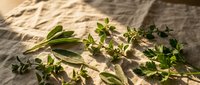 Fresh green herbs and leafy plants scattered on rustic wooden surface with natural sunlight creating dramatic shadows for culinary and botanical themes.