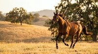 Chestnut horse galloping through golden meadow at sunset with oak trees and rolling hills in warm evening light creating peaceful pastoral scene.