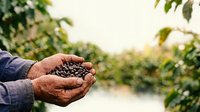 Farmer holding freshly harvested coffee beans in hands with plantation field in background, agricultural produce and crop cultivation.