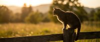 Cat silhouette sitting on wooden fence during golden hour sunset with blurred countryside landscape background for pet and nature themed designs.