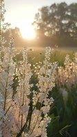 Delicate white wildflowers backlit by golden sunrise light with morning dew drops creating magical bokeh effect in misty meadow landscape. Nature photography for wall art.