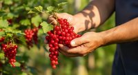 Close-up of male farmer's hands harvesting fresh red currants from garden bush on sunny day. Ripe berries ready for picking.