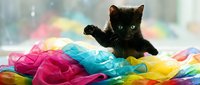 Black kitten playing on colorful rainbow tulle fabric with paw raised, playful pet portrait for animal lovers and cat enthusiasts.
