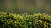 Lush green moss with water droplets covering forest floor, ideal for nature, environmental, and botanical backgrounds.