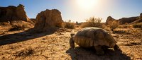 Desert tortoise walking on sandy ground with eroded rock formations and desert shrubs under golden sunset light in arid wilderness landscape.