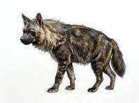 Striped hyena with brown and tan fur standing in profile against white background, suitable for wildlife education, zoology materials, and nature design projects.
