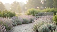 Peaceful lavender garden path with purple flowering plants and wooden fence in soft morning light creating serene outdoor landscape for relaxation.