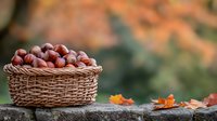 Fresh chestnuts in rustic woven basket on stone wall with autumn maple leaves and blurred fall foliage background, seasonal harvest concept.