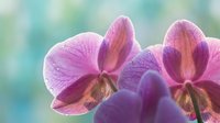 Close-up of delicate purple orchid flowers with water droplets on petals against soft blurred background for spa wellness and nature photography projects.
