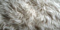 Luxurious white sheepskin fur texture with soft wavy pattern and natural wool fibers creating organic flowing lines. Close up macro photography for design backgrounds.
