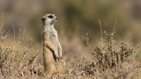 Alert meerkat standing upright in natural savanna habitat with dry vegetation and blurred background for wildlife and nature photography projects.