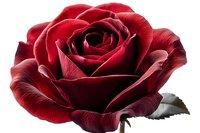 Deep red rose bloom with velvety petals and green leaf isolated on white background for romantic designs, wedding invitations, and floral arrangements.